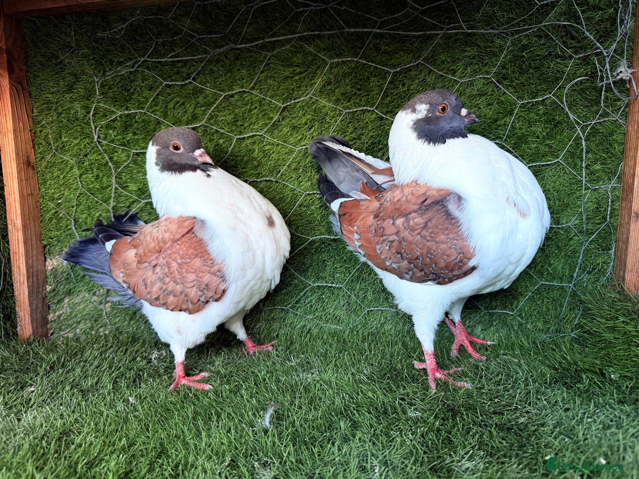 Pigeons birds Premium Breeding Pigeons Top Quality Pairs Availab - Advert 1