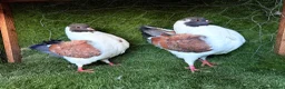 Pigeons birds for sale: Premium Breeding Pigeons Top Quality Pairs Availab - Advert 6