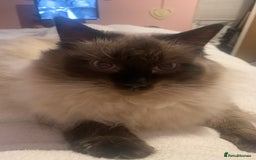 Ragdoll cats for sale: Ragdoll kittens  - Image 35