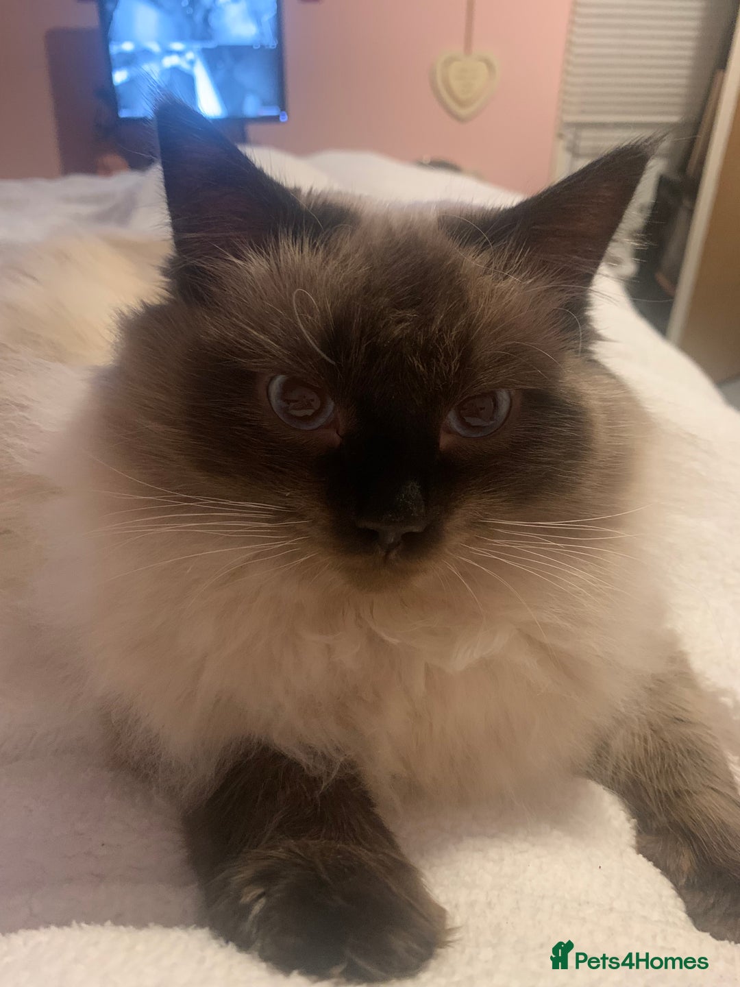 Ragdoll cats for sale: Ragdoll kittens  - Image 35
