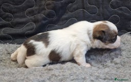 Jack Russell dogs for sale: kC Reg Jack Russell Pups, DNA Health Tested - Image 16