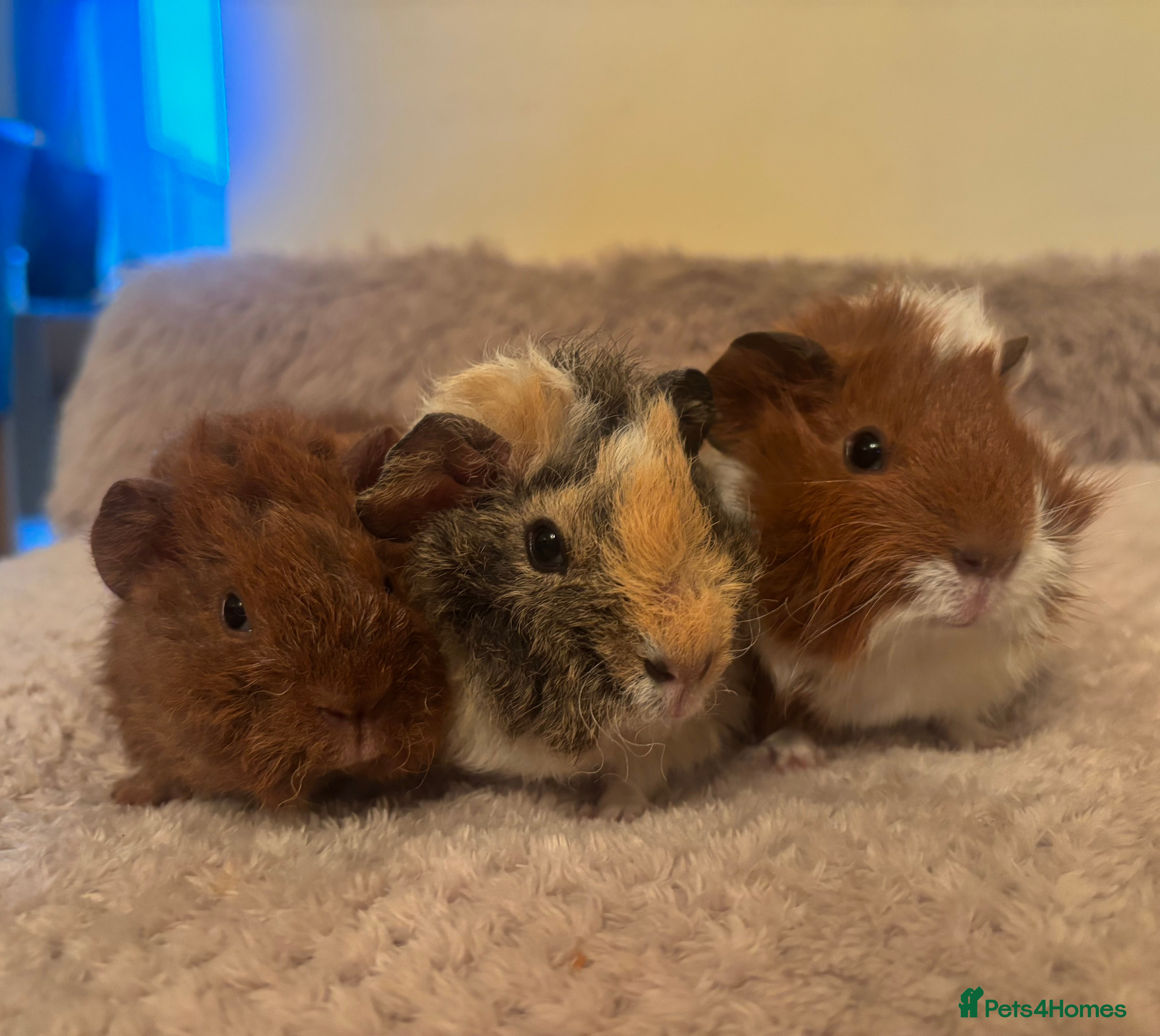 Guinea Pig rodents 3 stunning boars - Advert 1