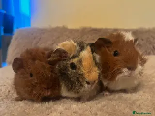 Guinea Pig rodents 3 stunning boars - Advert 1