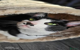 Domestic Shorthair cats for sale: Meemee the Three year old cat  - Image 8