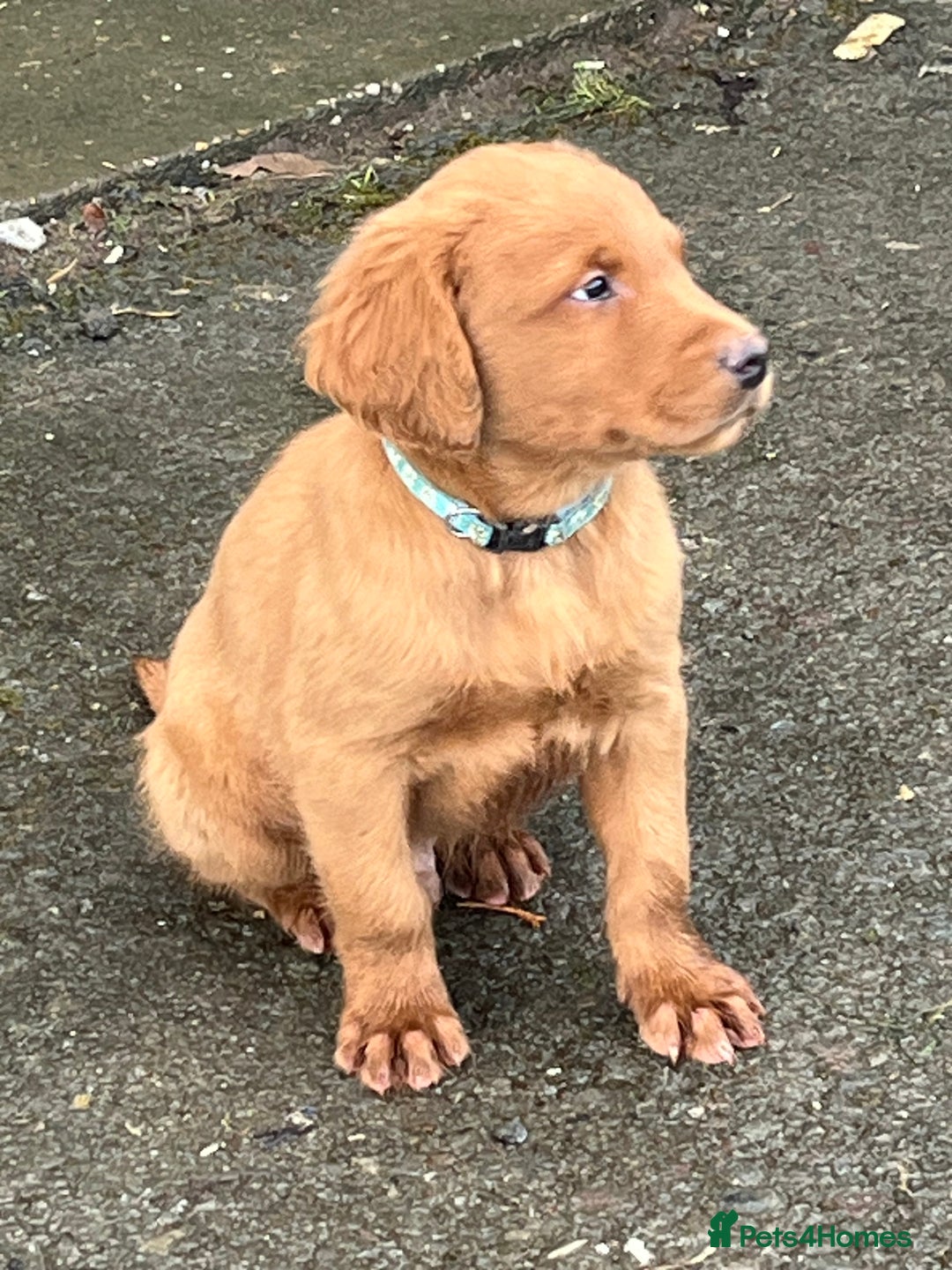 Labrador Retriever dogs for sale: Fox Red Labrador puppies - Advert 9