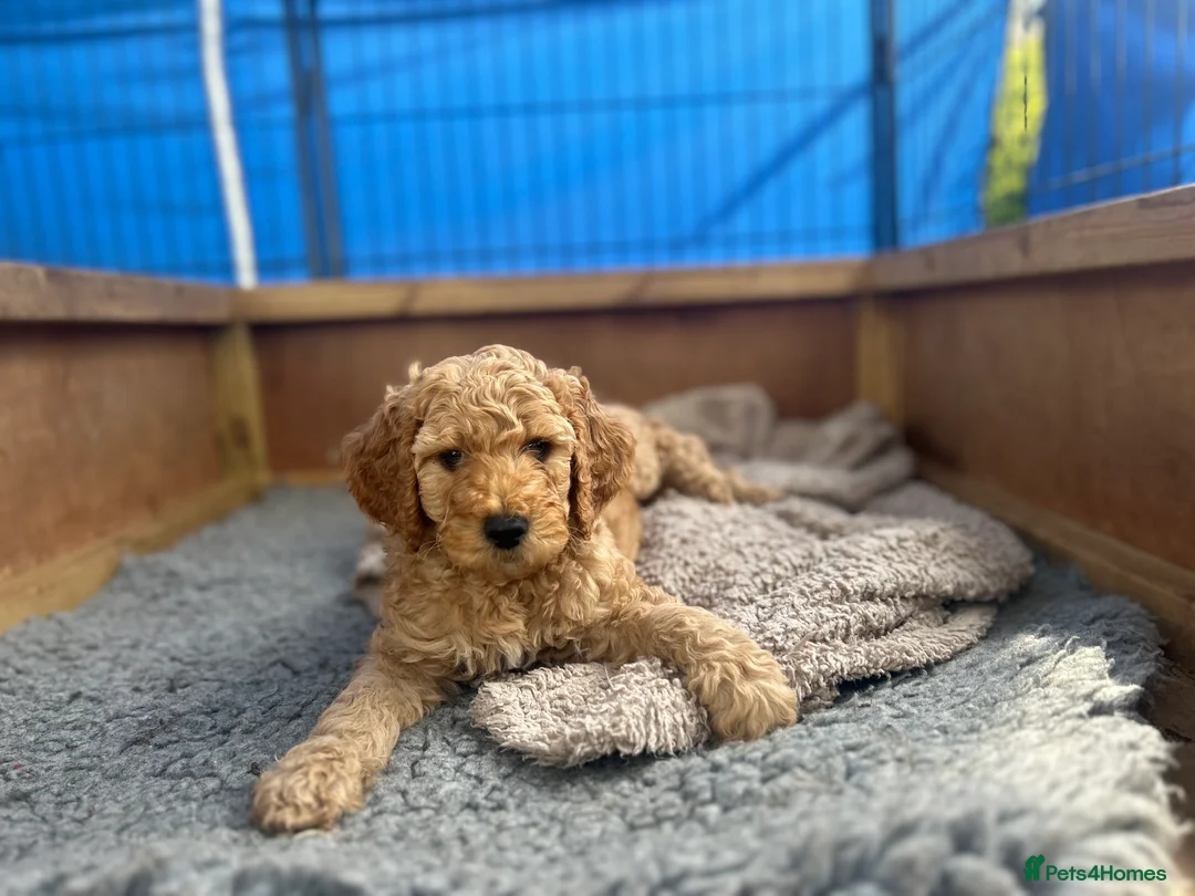 Standard Poodle dogs for sale: Apricot Standard Poodle Puppies  - Advert 2