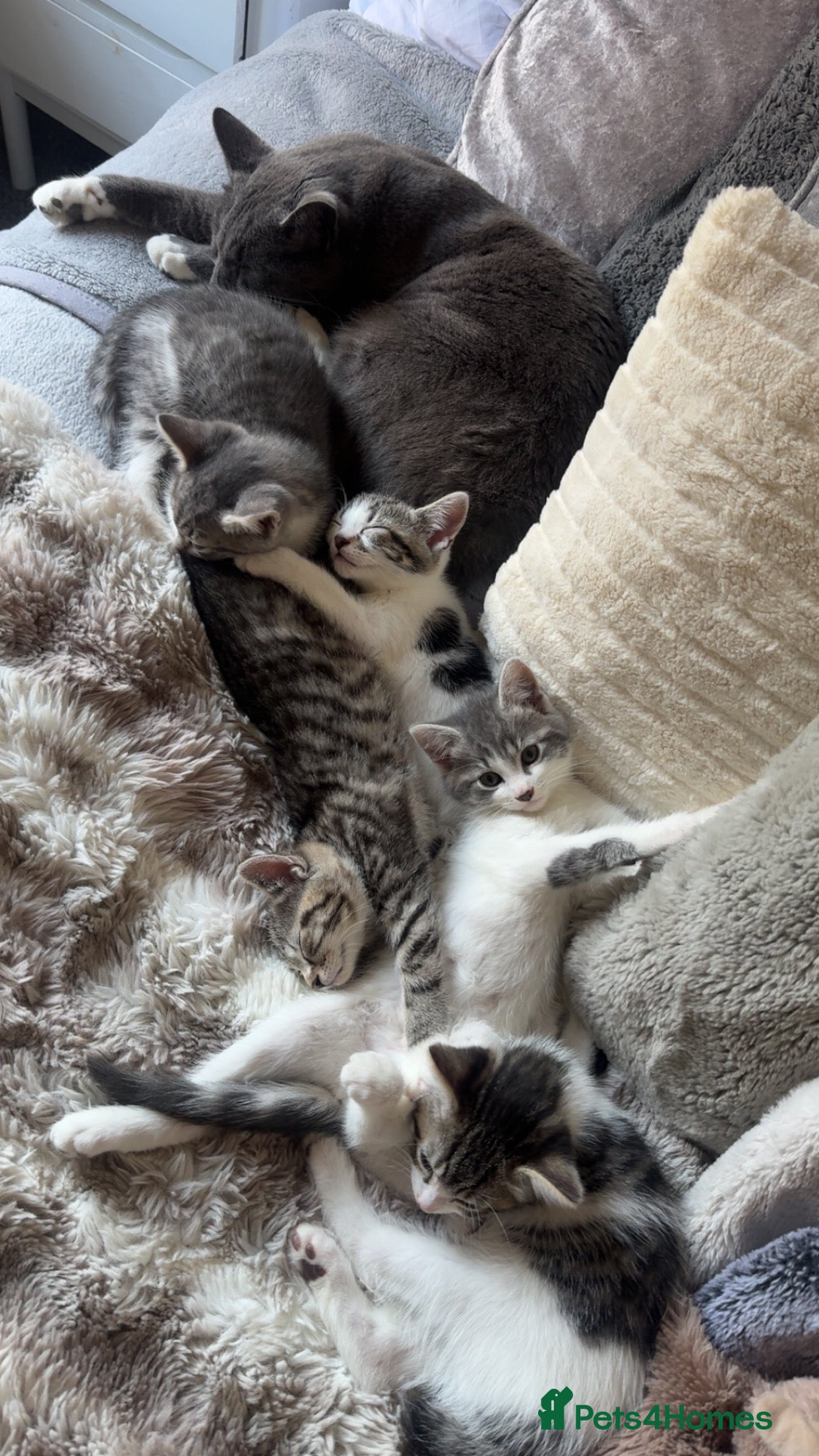 Mixed Breed cats 2 male kittens for sale  - Advert 1