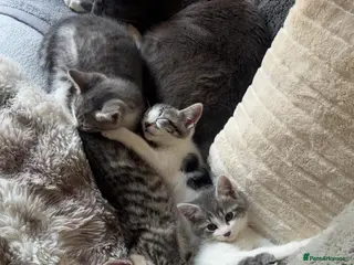 Mixed Breed cats 2 male kittens for sale - Advert 1