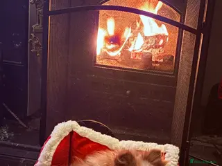 Pomeranian dogs KC Registered Orange Parti Female - Advert 1