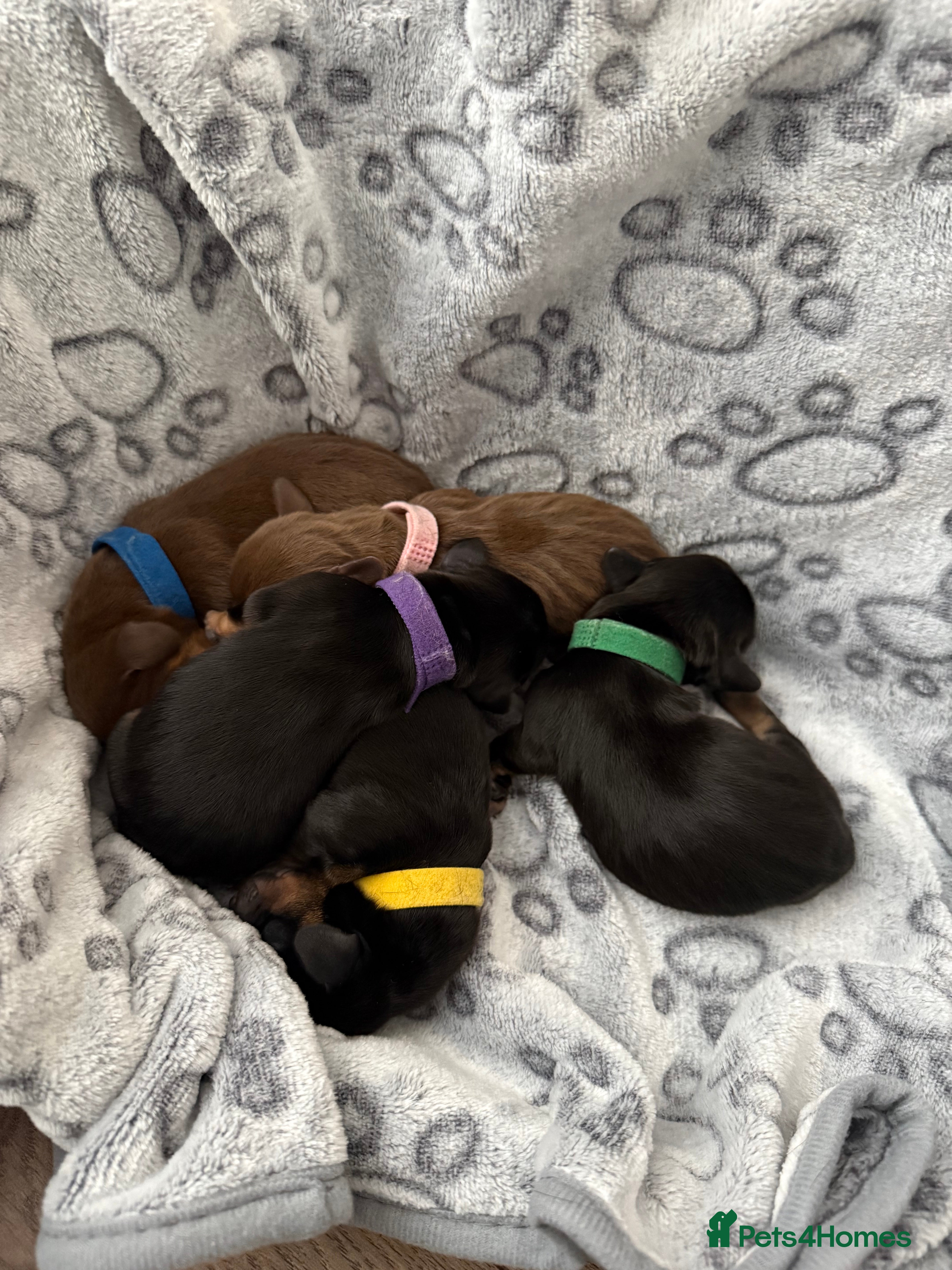 Dachshund dogs Dashound (full bread)  - Advert 1