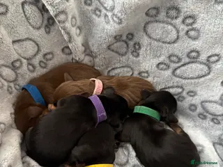 Dachshund dogs Dashound (full bread) - Advert 3