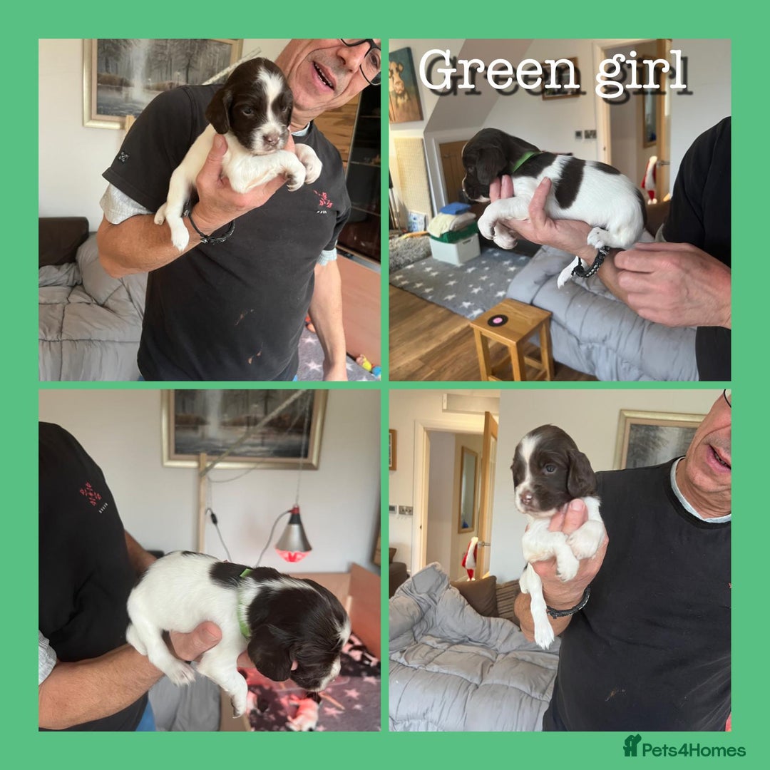 English Springer Spaniel dogs for sale: KC English Springer Spaniel Puppies Working Lines - Advert 11
