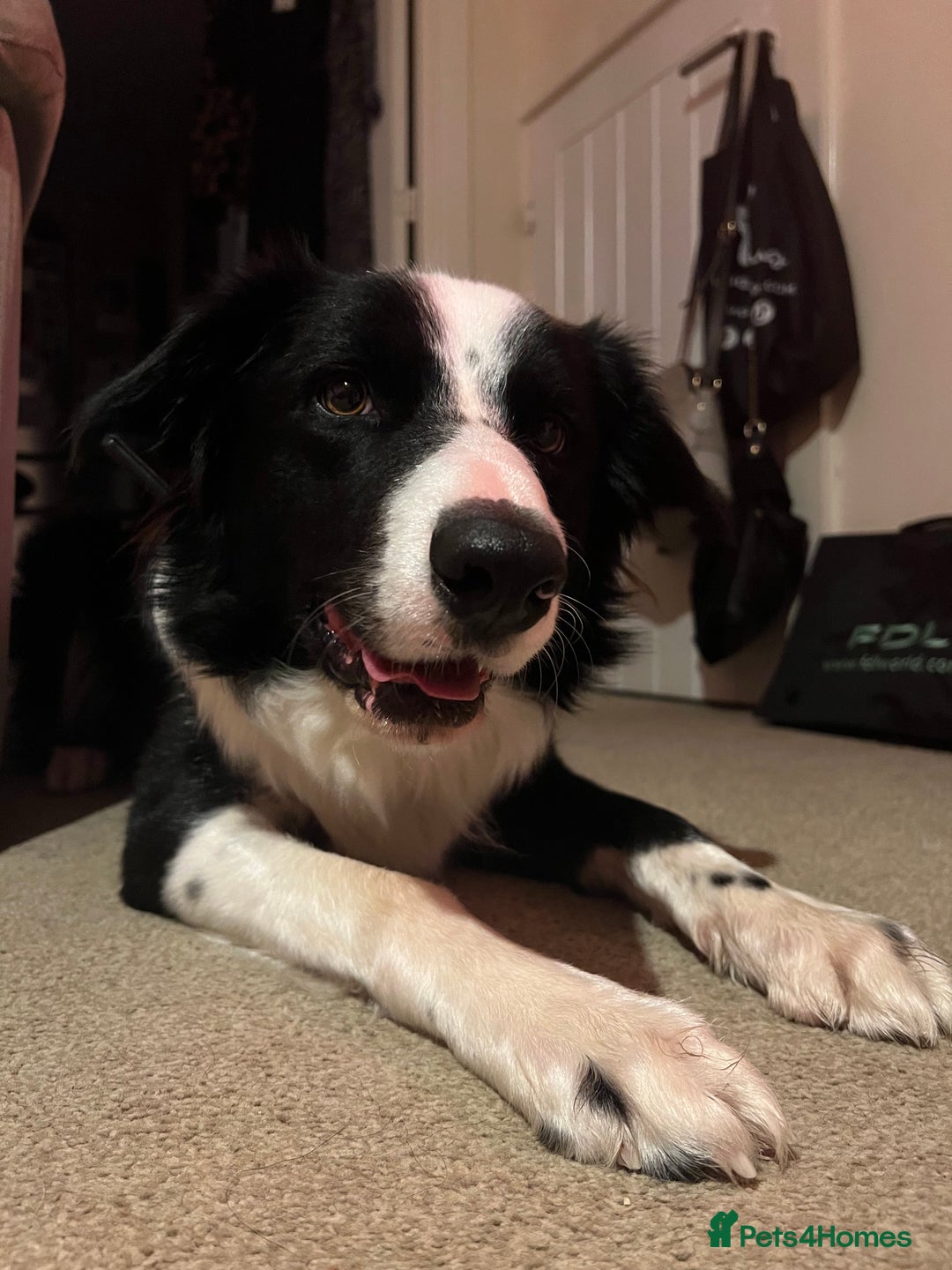 Border Collie dogs for sale: MAX 3.5 years old male - Image 9