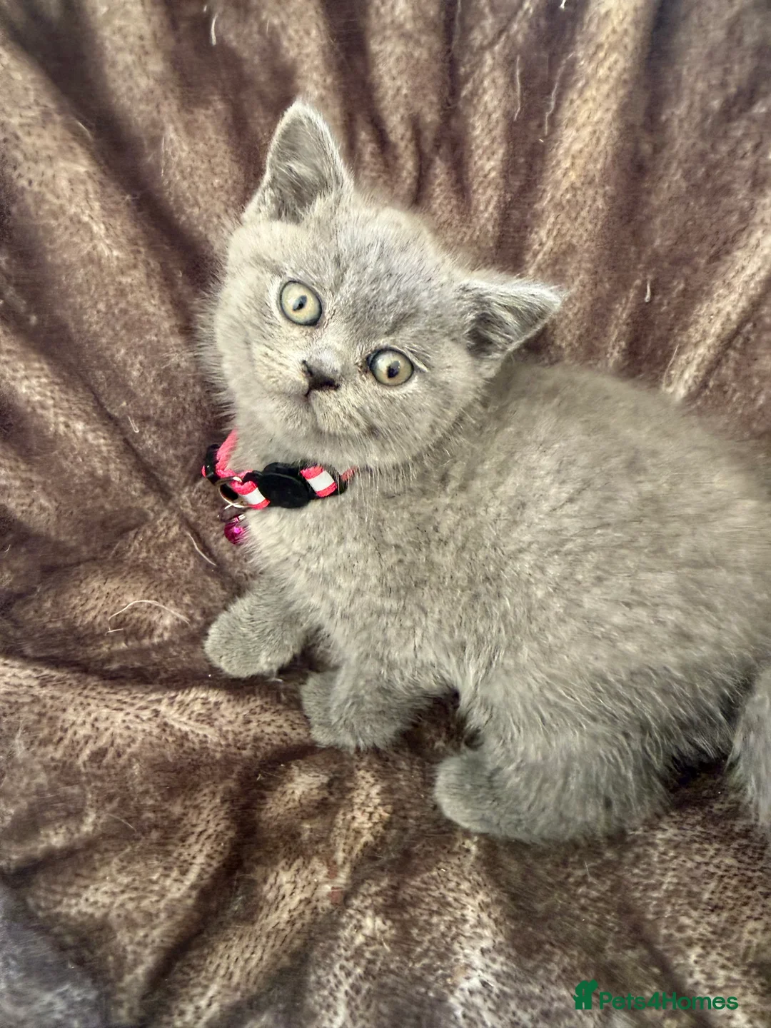 British Shorthair cats for sale: Beautiful British Shorthairs looking for a home in High Wycombe - Advert 2