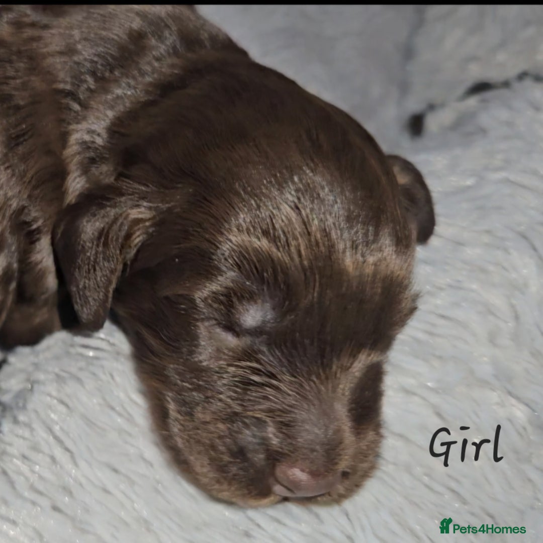 Cockapoo dogs for sale: F1b chocolate/Chocolate and Tan Cockapoo's  - Advert 1