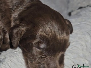 Cockapoo dogs F1b chocolate/Chocolate and Tan Cockapoo's - Advert 1