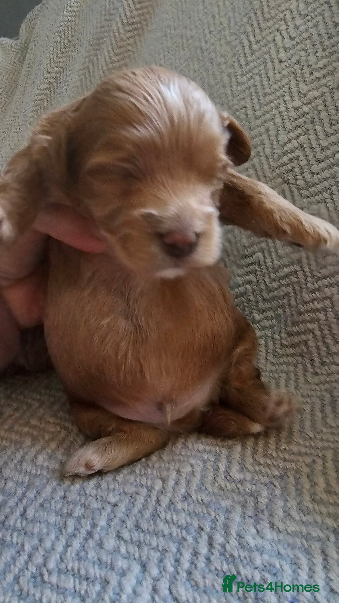 Maltipoo dogs for sale: Beautiful puppies  - Advert 3