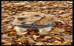 Cocker Spaniel dogs for stud: Show Cocker At Stud Highly Health Tested in Sandbach - Image 31