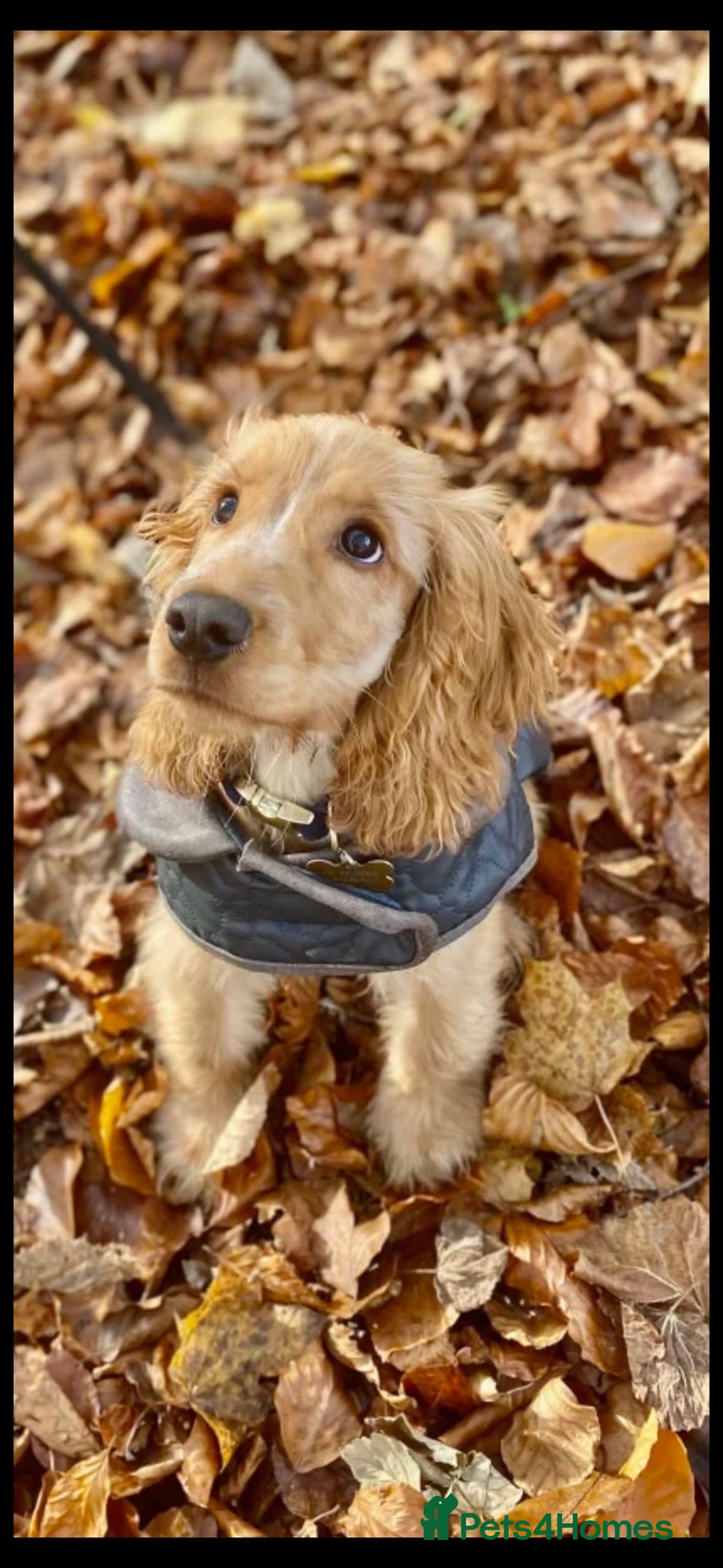 Cocker Spaniel dogs for stud: Show Cocker At Stud Highly Health Tested in Sandbach - Image 31