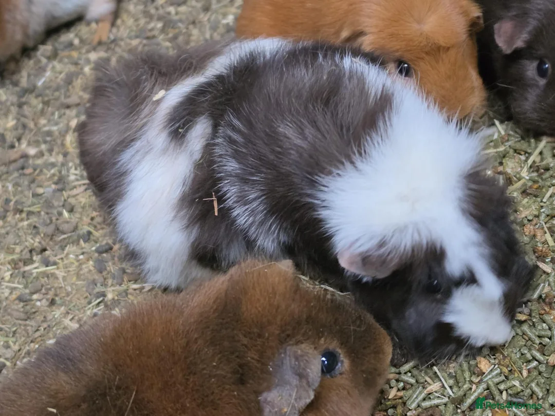 Guinea Pig rodents for sale: Selection of sows pet homes  - Advert 2