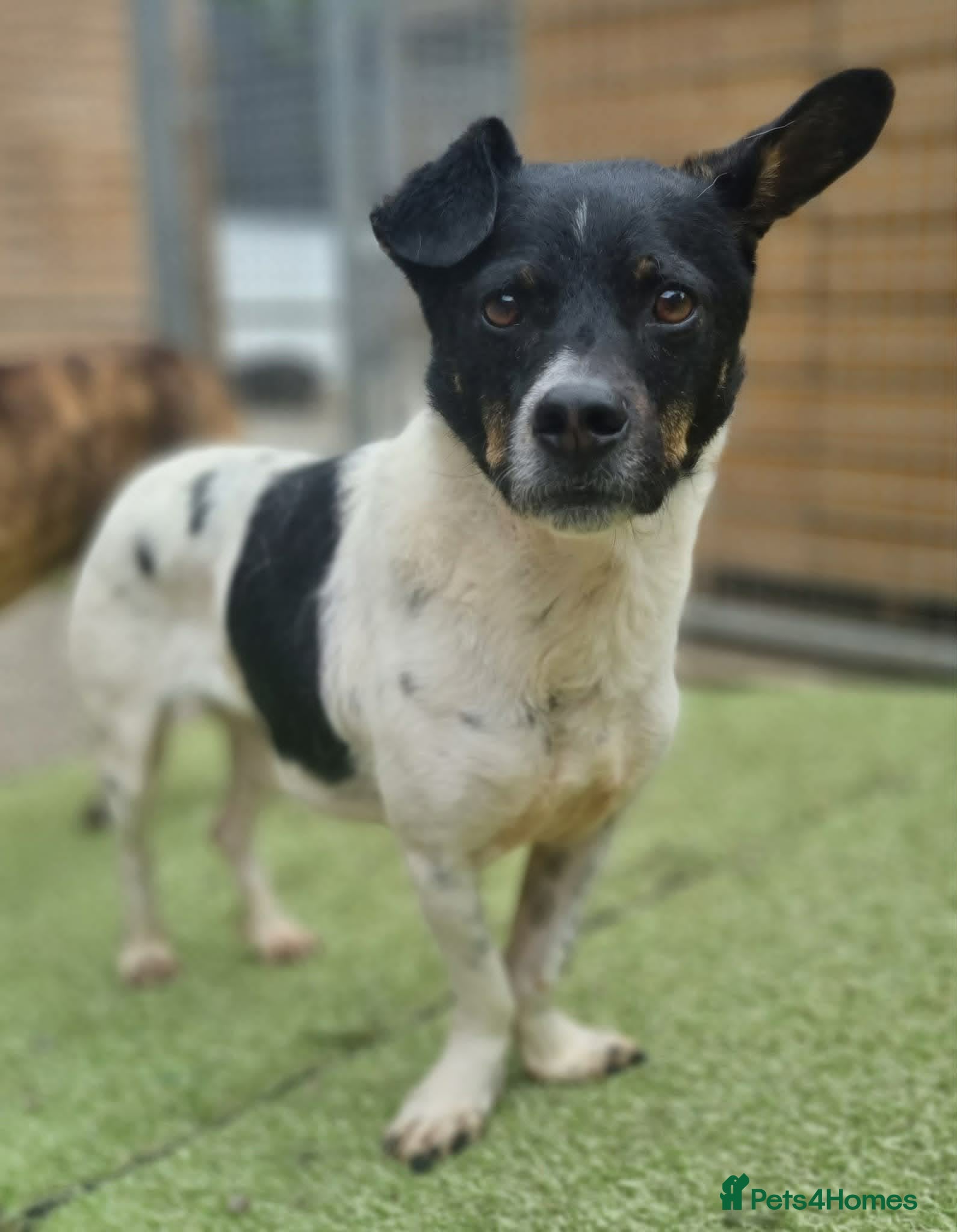Mixed Breed dogs for adoption: Cody - In Ayr Looking for a home  - Advert 4