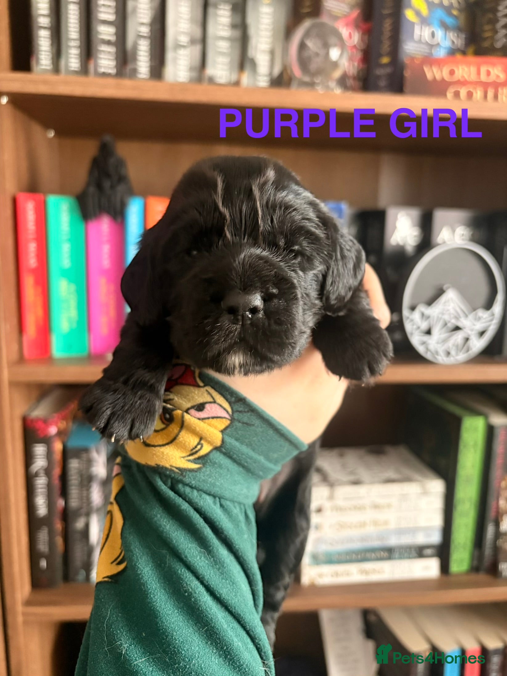 Cocker Spaniel dogs Stunning KC Cocker Spaniel Puppies - Advert 2