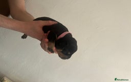 Rottweiler dogs for sale: Rottweiler puppies  - Image 5