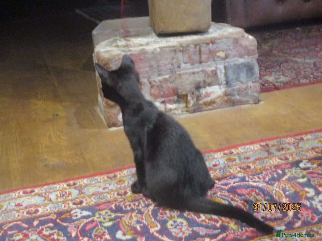 Oriental cats for sale: oriental boy - Image 3