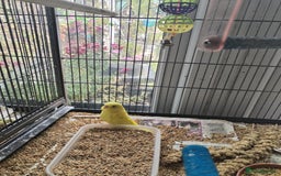 Budgerigars birds for sale: Beautiful baby budgies  - Image 6