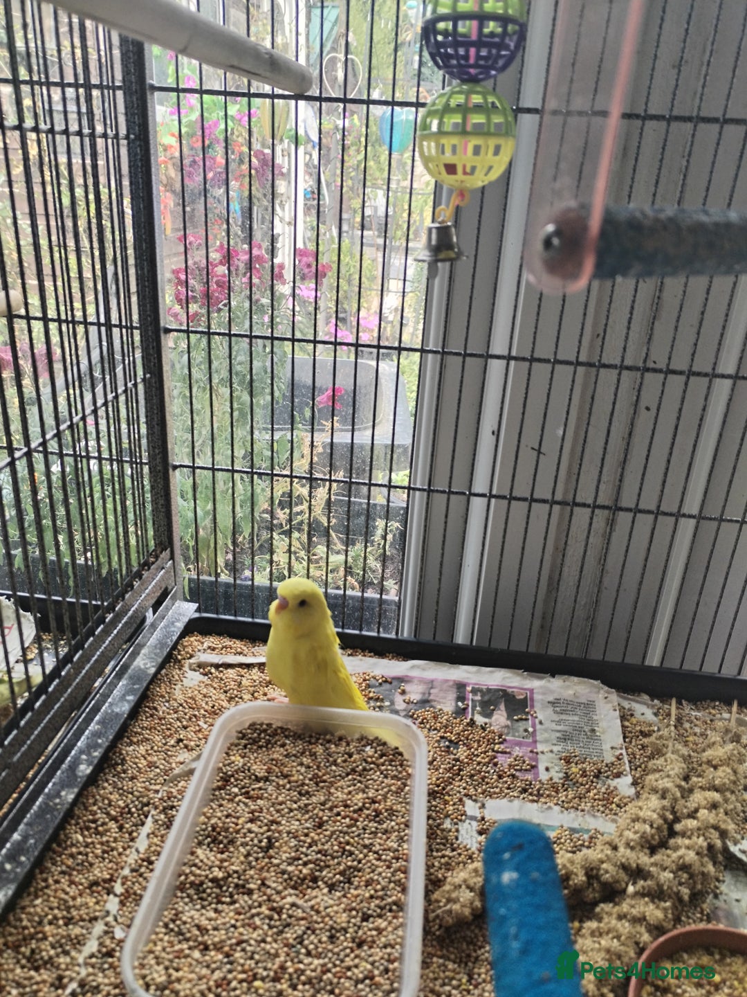 Budgerigars birds for sale: Beautiful baby budgies  - Image 6