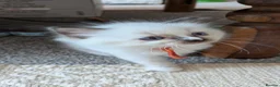 Ragdoll cats for sale: Pedigree dna tested ragdoll kittens - Advert 2