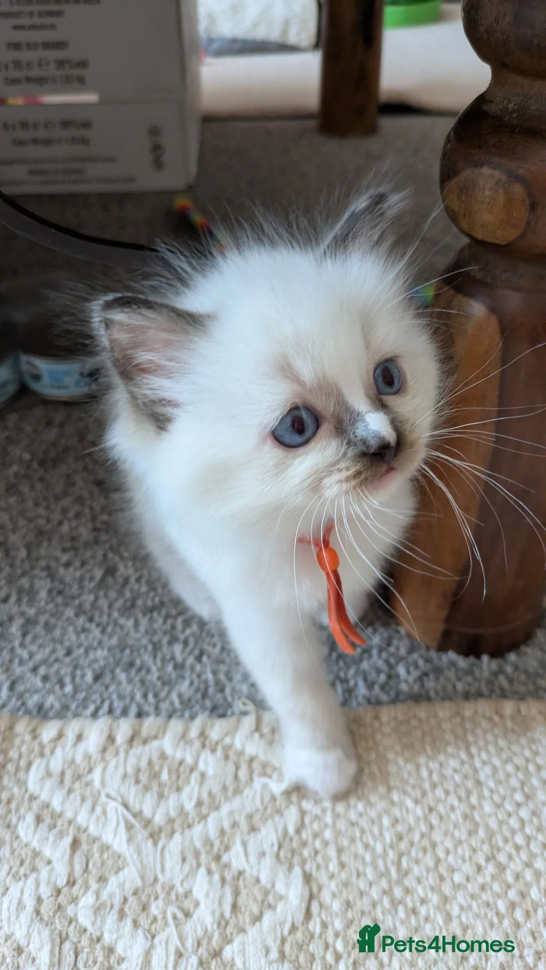 Ragdoll cats for sale: Pedigree dna tested ragdoll kittens - Advert 2