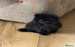 Pomeranian dogs for sale: Kc jet black Pomeranian male Merlin  - Image 5