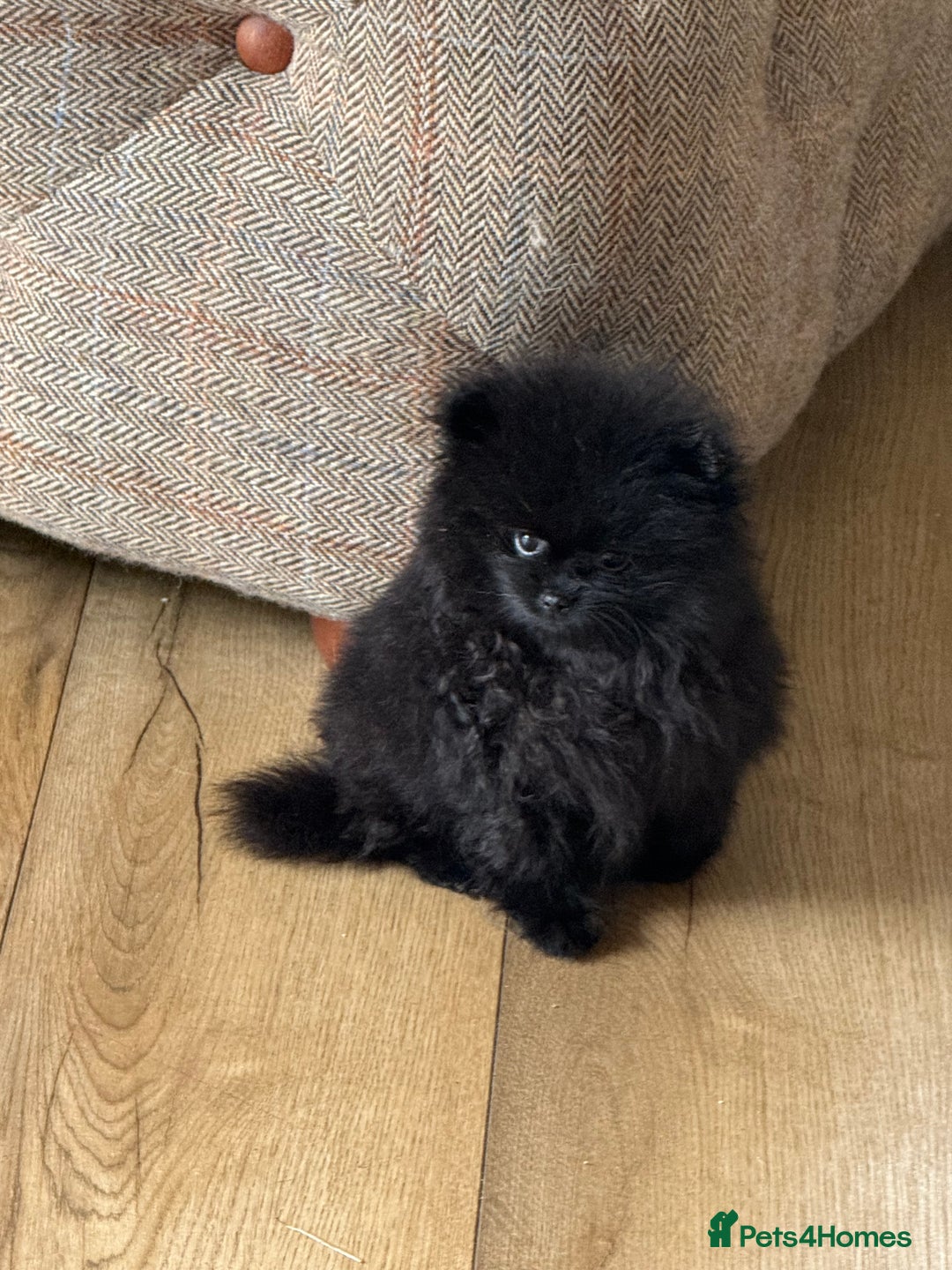 Pomeranian dogs for sale: Kc jet black Pomeranian male Merlin  - Image 5
