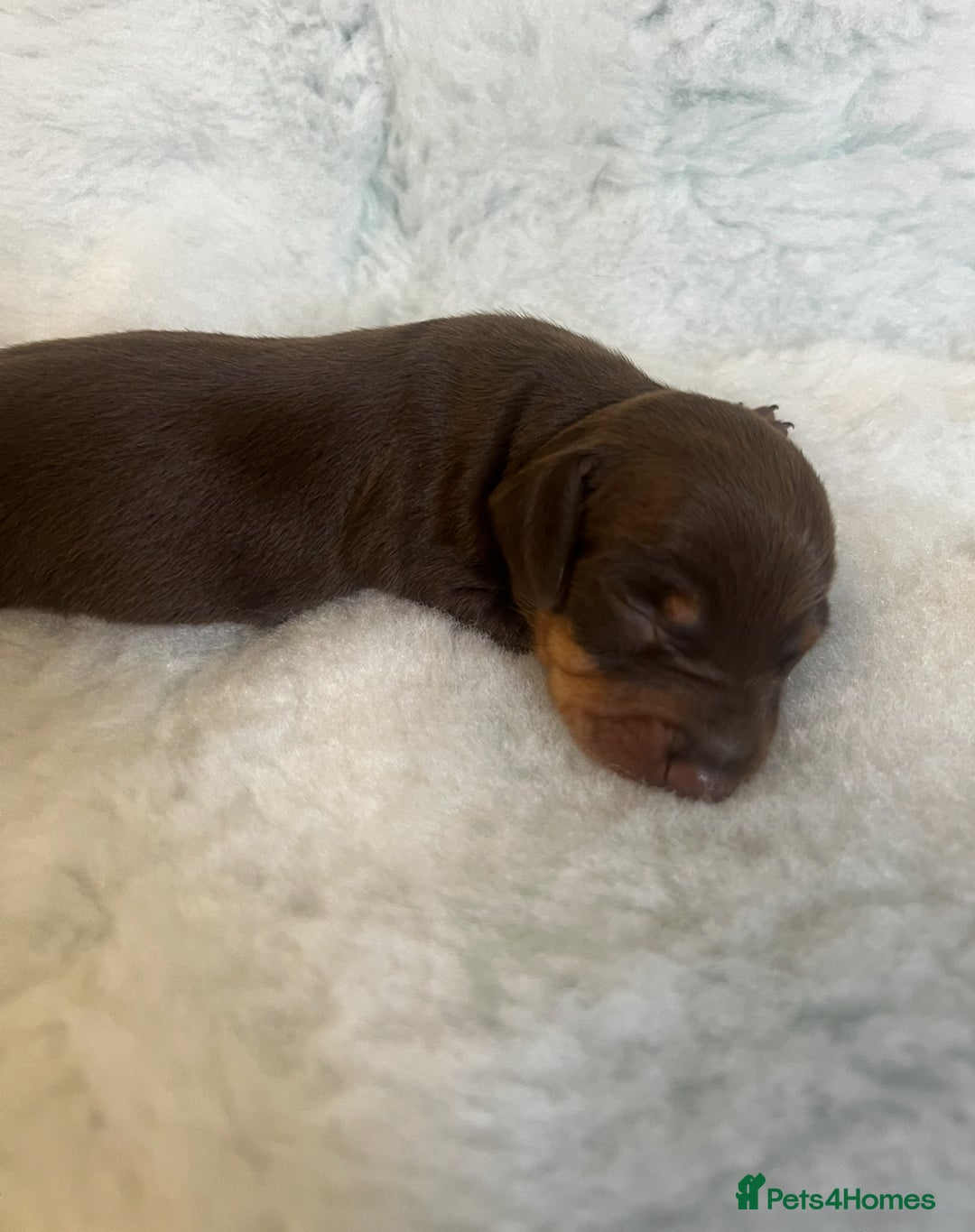 Miniature Dachshund dogs for sale: KC Mini Smooth haired Dachshunds  - Advert 15