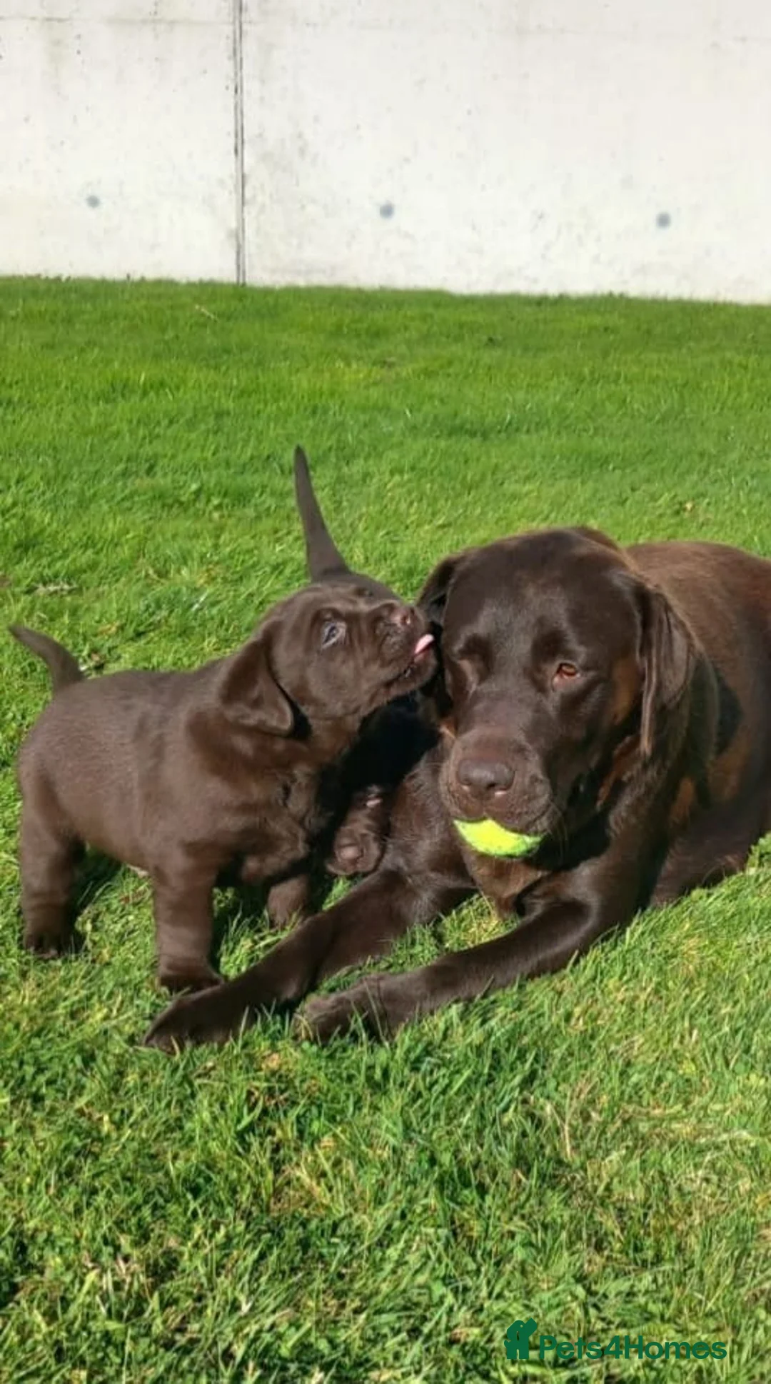 Labrador Retriever dogs for sale: Gorgeous Chocolate labrador puppies - Advert 5