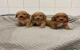 Cockapoo dogs for sale: Beautiful pra clear cockapoo puppy’s  - Image 15