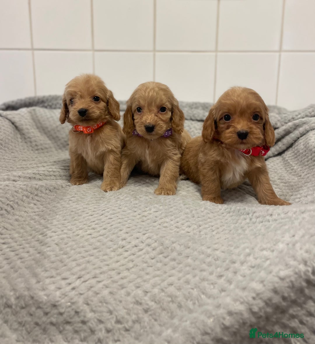 Cockapoo dogs for sale: Beautiful pra clear cockapoo puppy’s  - Image 15