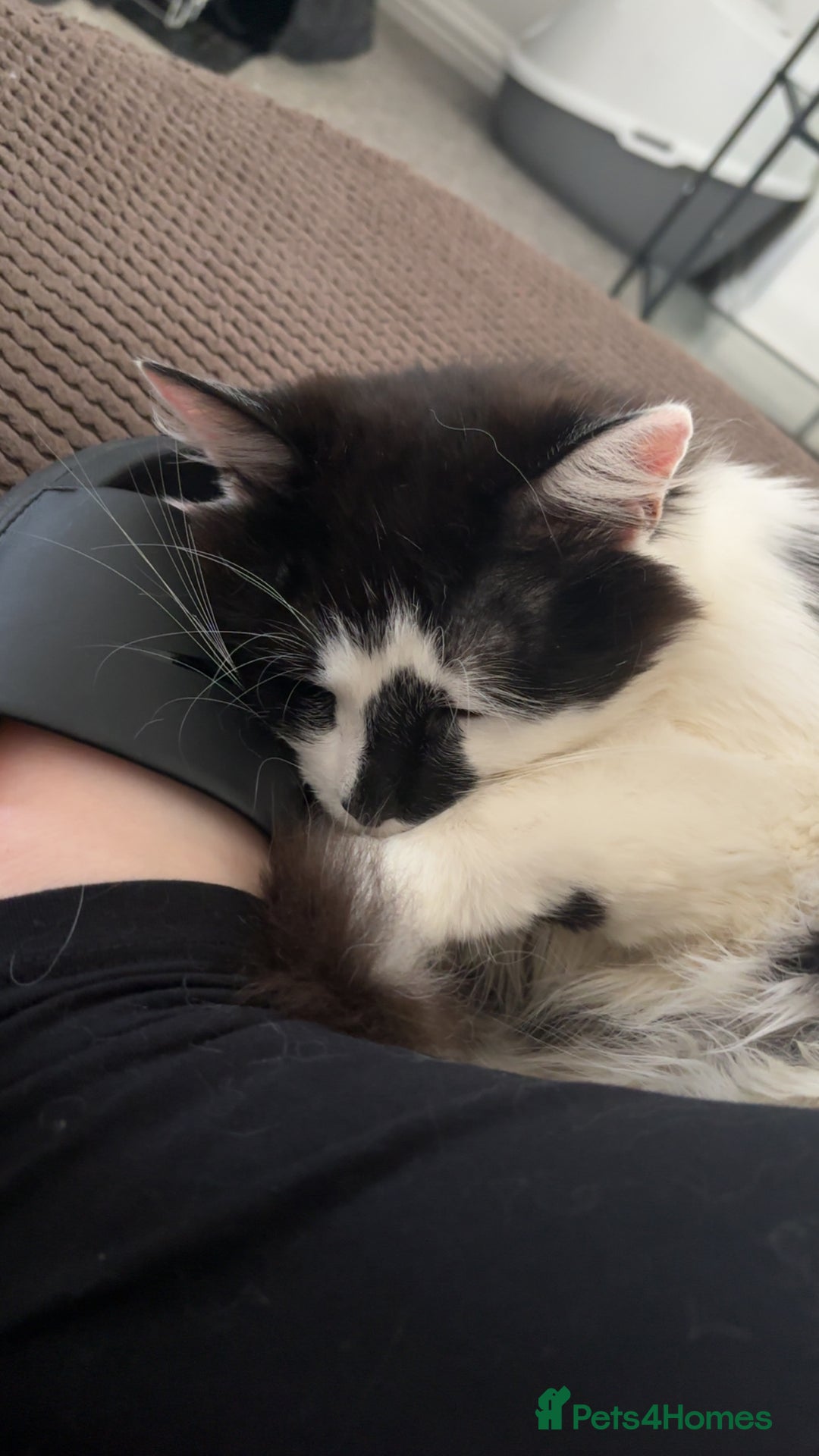 Mixed Breed cats for sale: Momo mane coon mix  - Advert 4