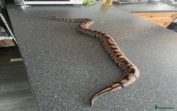 Python Snake reptiles for sale: Royal Python  - Image 1