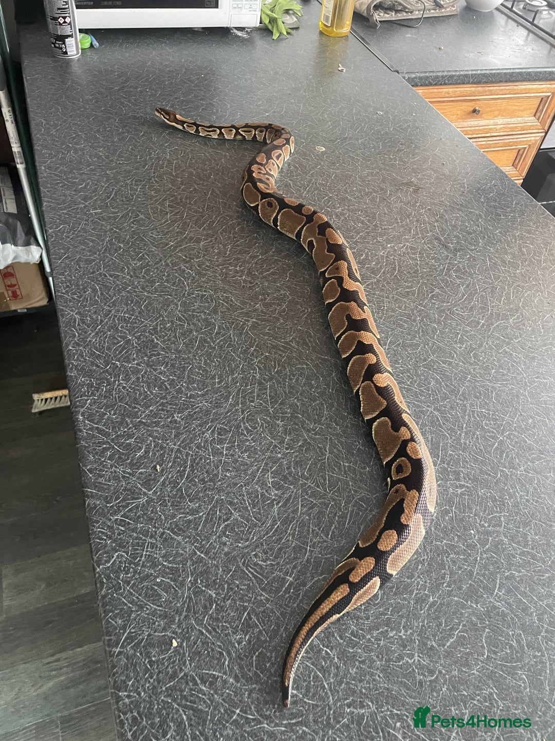 Python Snake reptiles for sale: Royal Python  - Image 1