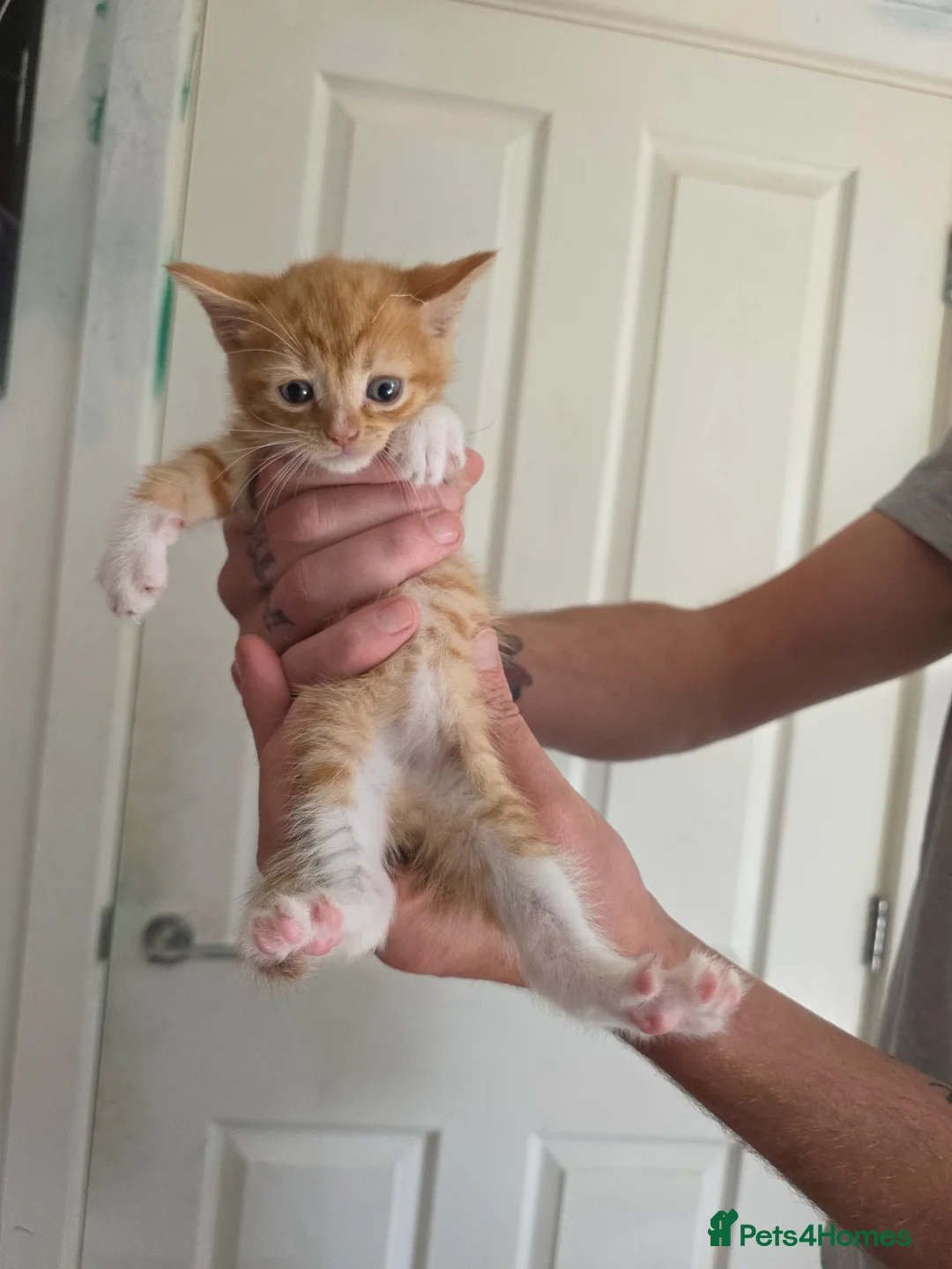 Domestic Shorthair cats for sale: Kittens - Advert 15