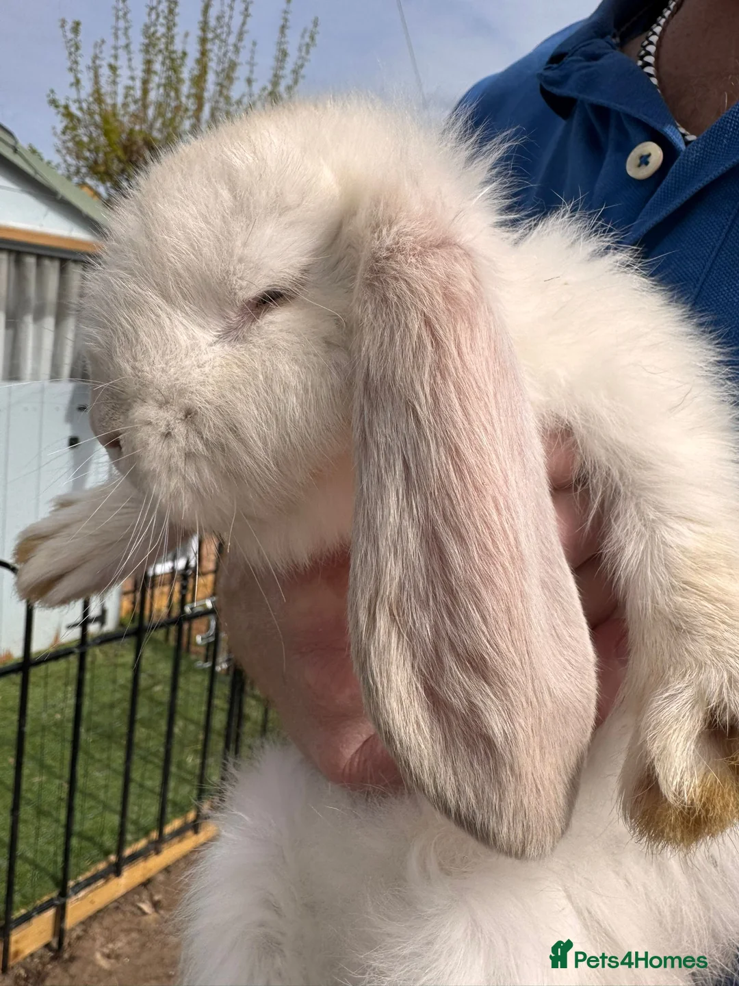 French Lop rabbits for sale: 10week old French lop light fawn girl in Newcastle - Advert 8