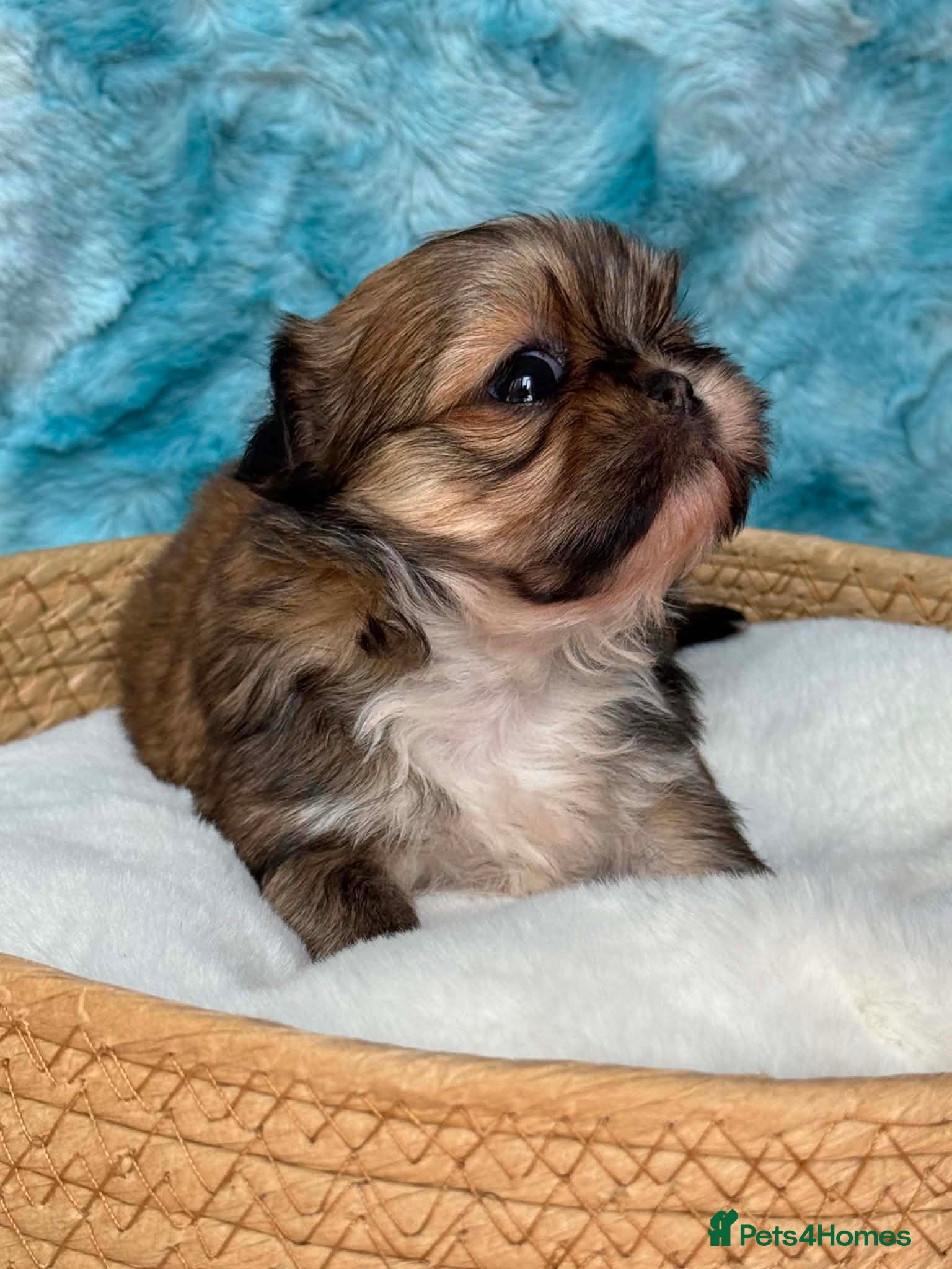 Shih Tzu dogs Stunning litter colours 😍 Imperial Shihzu babies  - Advert 2