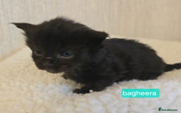 Maine Coon cats for sale: Maine Coon Kittens Smokes Large Russian Lines - Image 3