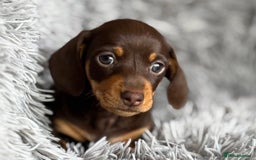 Miniature Dachshund dogs for sale: Gorgeous PRA Clear KC Reg Miniature Dachshund  - Image 6