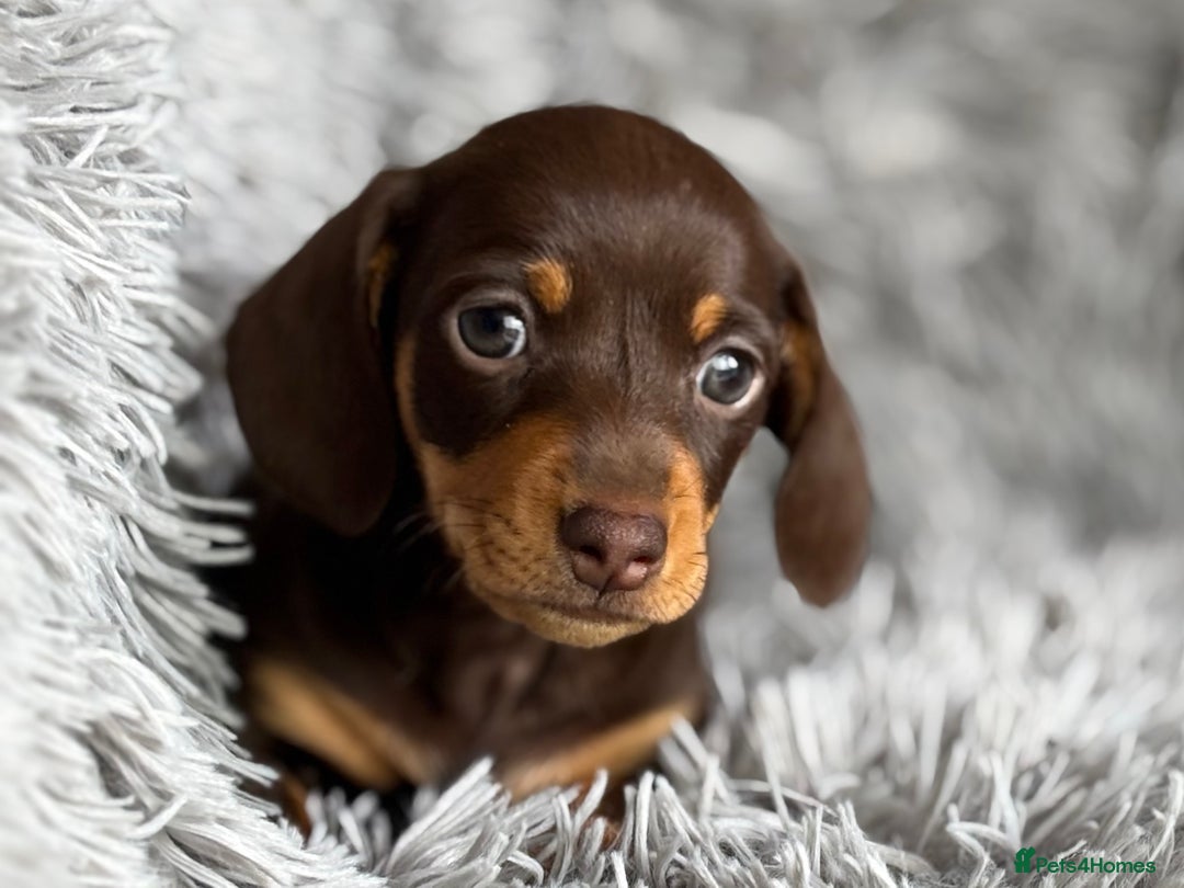 Miniature Dachshund dogs for sale: Gorgeous PRA Clear KC Reg Miniature Dachshund  - Image 6