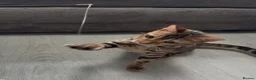 Bengal cats for sale: Young TICA Bengal boys seeking their families - Advert 9
