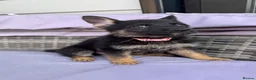 German Shepherd dogs for sale: 10 beautiful German shepherd puppies - Advert 14