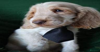 Cocker Spaniel dogs Championline Cocker Spaniel - Advert 3